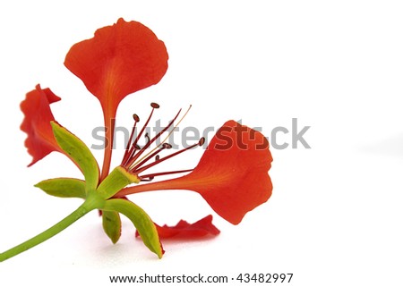 Flamboyant Tree Stock Photos, Images, & Pictures | Shutterstock