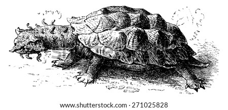 Mata Mata Turtle Stock Photos, Images, & Pictures 