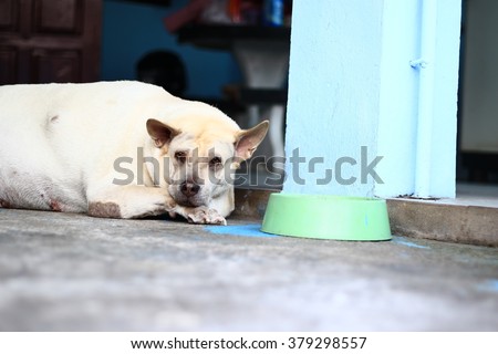stock-photo--sad-dog-in-thailand-fat-dog-sleep-in-sadness-and-despair-sad-dog-because-it-s-very-fat-so-the-379298557.jpg