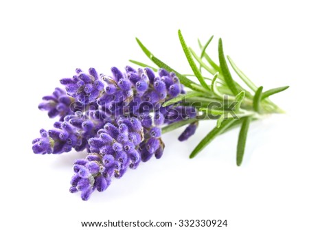 Lavender Flower Stock Photos, Images, & Pictures | Shutterstock