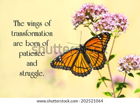 http://thumb1.shutterstock.com/display_pic_with_logo/353627/202521064/stock-photo-inspirational-quote-on-life-by-janet-s-dickens-with-a-beautiful-monarch-butterfly-perched-on-some-202521064.jpg