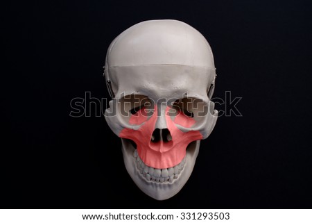 Cheek-bones Stock Photos, Royalty-Free Images & Vectors - Shutterstock
