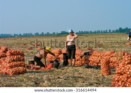stock photo odessa ukraine august uidentified women manually harvest onions field stock photo odessa ukraine august uidentified women manually harvest onions field