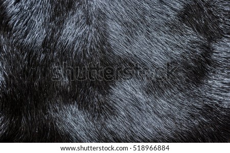 Fur Stock Images, Royalty-Free Images & Vectors | Shutterstock