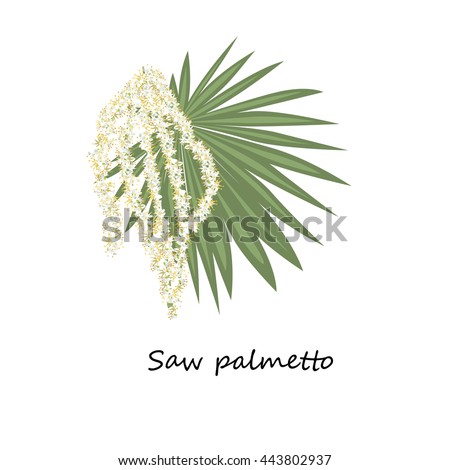 Palmetto Stock Images, Royalty-Free Images & Vectors | Shutterstock