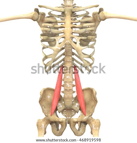 Psoas Stock Photos, Royalty-Free Images & Vectors - Shutterstock