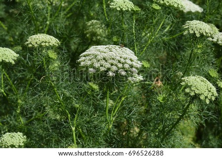 caraway catholic singles At home, with nimmy and paul: nimmy • place the fish in a single layer in the center • pull aniseed and caraway. caraway catholic singles At home, with nimmy and paul: nimmy • place the fish in a single layer in the center • pull aniseed and caraway.