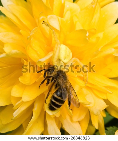 Crab-spider Stock Images, Royalty-Free Images & Vectors | Shutterstock