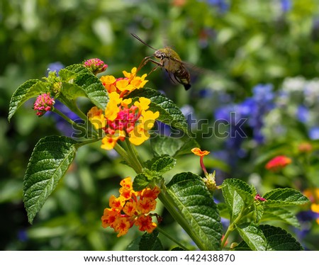 Plantas galardonadas atraen a los colibríes | Servicio de Extensión de la Universidad Estatal de Mississippi