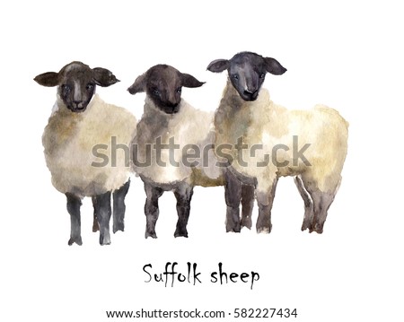 sheep ranch muslim Sheep ranchers, feedlot owners, and processors in states like colorado, nebraska and illinois are banking on america becoming a more diverse place specifically, they want american muslims to buy more of their lamb today, the average american eats roughly a half pound of lamb per year that number. sheep ranch muslim Sheep ranchers, feedlot owners, and processors in states like colorado, nebraska and illinois are banking on america becoming a more diverse place specifically, they want american muslims to buy more of their lamb today, the average american eats roughly a half pound of lamb per year that number.