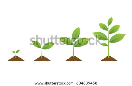 Infographic of planting tree. Seedling gardening plant. Seeds sprout in ground. Sprout, plant, tree growing agriculture icons. Vector illustration isolated on white background. Infographic of planting tree. Seedling gardening plant. Seeds sprout in ground. Sprout, plant, tree growing agriculture icons. Vector illustration isolated on white background.