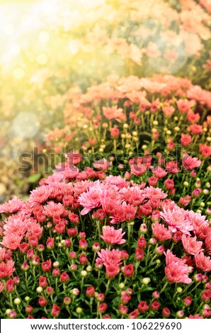 pink chrysanthemum flowers colorful autumnal chrysanthemum watercolor 
