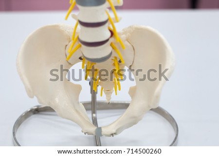 Vertebral Stock Images, Royalty-Free Images & Vectors | Shutterstock