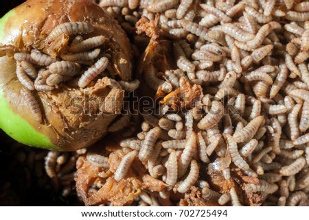 larvae illucens hermetia larva rotten