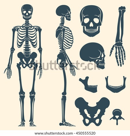 Human bones skeleton silhouette vector. Set of bones, illustration spine and skull bones - stock vector Human bones skeleton silhouette vector. Set of bones, illustration spine and skull bones - stock vector