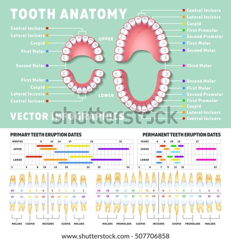 Orthodontist human tooth anatomy vector infographics with teeth diagrams. Medical dental diagram illustration Orthodontist human tooth anatomy vector infographics with teeth diagrams. Medical dental diagram illustration