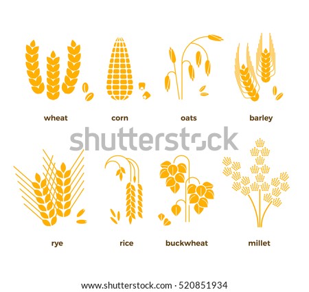 Cereal grains vector icons. rice, wheat, corn, oats, rye, barley Cereal grains vector icons. rice, wheat, corn, oats, rye, barley