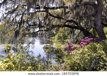 Bayou Stock Photos, Images, & Pictures 