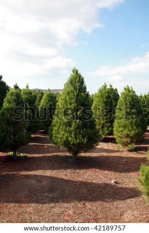 quot leyland cypress quot stock photos royalty free images quot leyland cypress quot stock photos royalty free images
