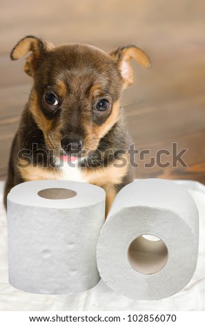 Pet's toilet training - Little toy terrier puppy learning its toilet 