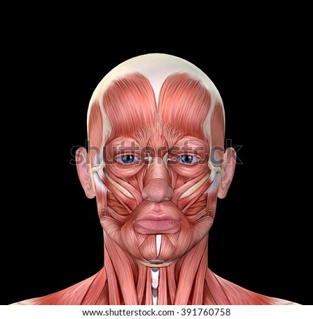 Male Head Muscular System Anatomy Frontal Stock Illustration 79793650