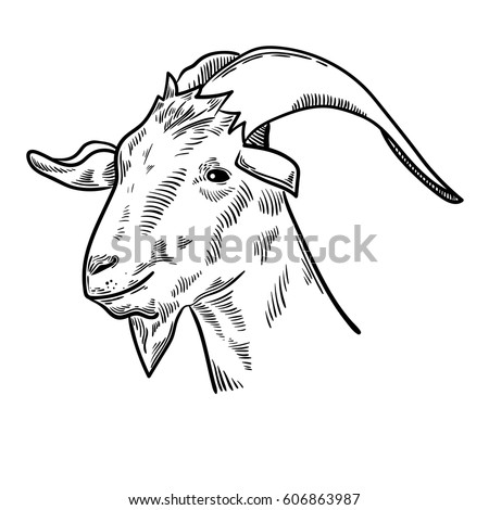 Goat Stock Vectors, Images & Vector Art | Shutterstock