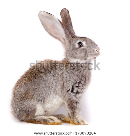 Rabbit face Stock Photos, Images, &amp; Pictures | Shutterstock