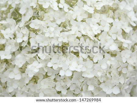 Flower White Background Stock Photos, Images, & Pictures | Shutterstock