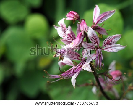 Bauhinia Stock Images, Royalty-Free Images & Vectors | Shutterstock