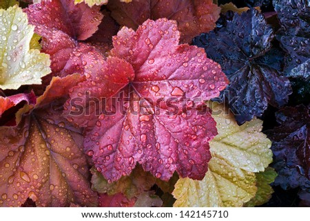 Heuchera - Programa de Maestros de Jardinería del Condado de Sonoma