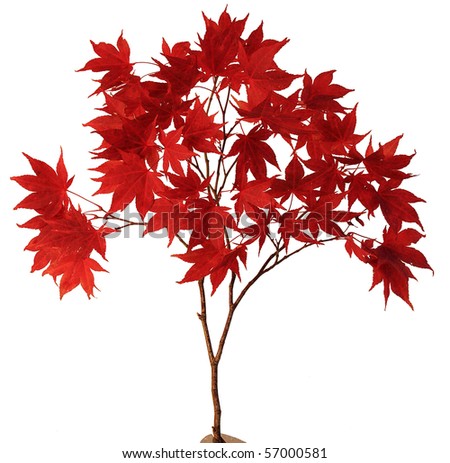 Japanese Maple Leaf Stock Photos, Images, & Pictures | Shutterstock