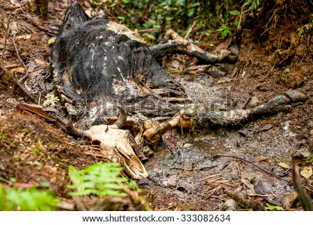 Animal Corpse In The Amazonian Jungle Approx 2 Weeks From The Death