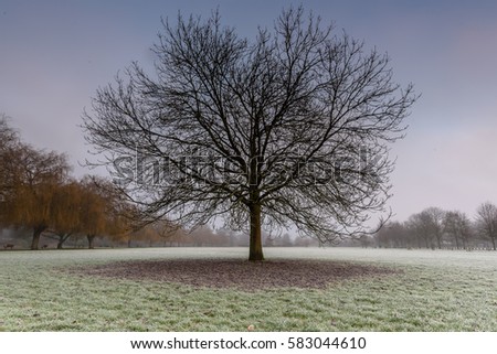 Bare-tree Stock Images, Royalty-Free Images & Vectors | Shutterstock