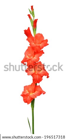 Gladiolus flower over white background - stock photo