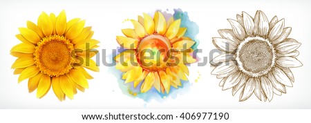 Sunflower, different styles, vector drawing, icon set - stock vector Sunflower, different styles, vector drawing, icon set - stock vector