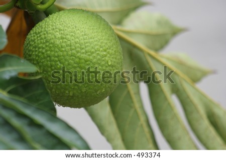 bread fruit mountain fruit bread fruit mountain fruit