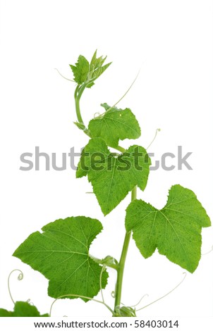 Pumpkin vines Stock Photos, Images, & Pictures | Shutterstock