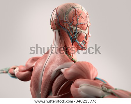 Human Anatomy Showing Face Head Shoulders Stock Illustration 340213976
