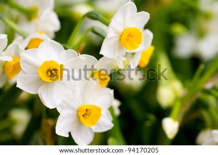 Narcissus in Chinese New Year  stock photo