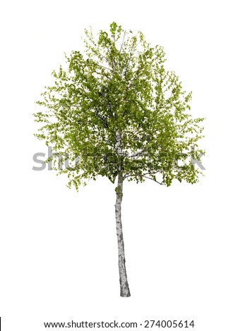 Birch Stock Images, Royalty-Free Images & Vectors | Shutterstock