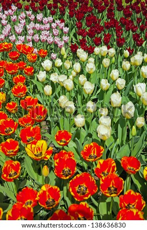 stock-photo-tulips-with-different-colors-in-spring-garden-keukenhof-lisse-138636830.jpg