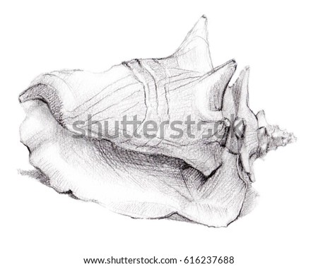 Conch Stock Images, Royalty-Free Images & Vectors | Shutterstock