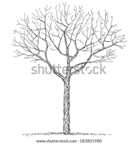 Bare Tree Stock Vector 51509716 - Shutterstock