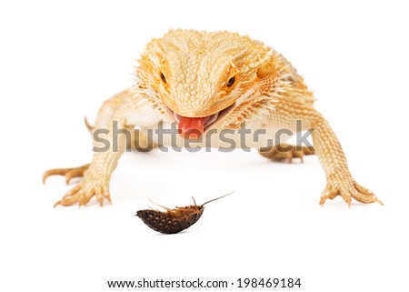 bearded dragon licking lips bearded dragon licking lips