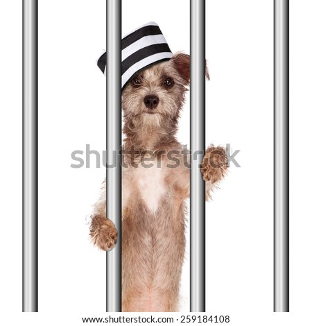 jail dog funny bad prisoner prison bars wearing onto holding hat shutterstock punishment royalty