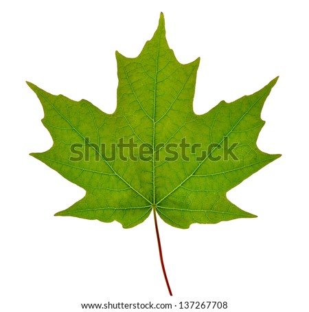 Maple Leaf Stock Photos, Images, & Pictures 