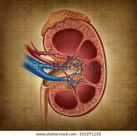 Human Kidneys Circulation Skeleton Medical Diagram Stock Illustration