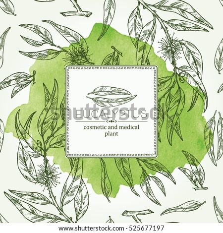Watercolor background with eucalyptus: leaves and flowers. Cosmetics and medical plant. hand drawn Watercolor background with eucalyptus: leaves and flowers. Cosmetics and medical plant. hand drawn