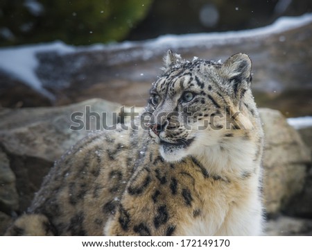  - stock-photo-close-up-shot-of-a-snow-leopard-panthera-uncia-on-a-snowy-day-172149170