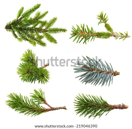 Spruce Stock Photos, Images, & Pictures | Shutterstock